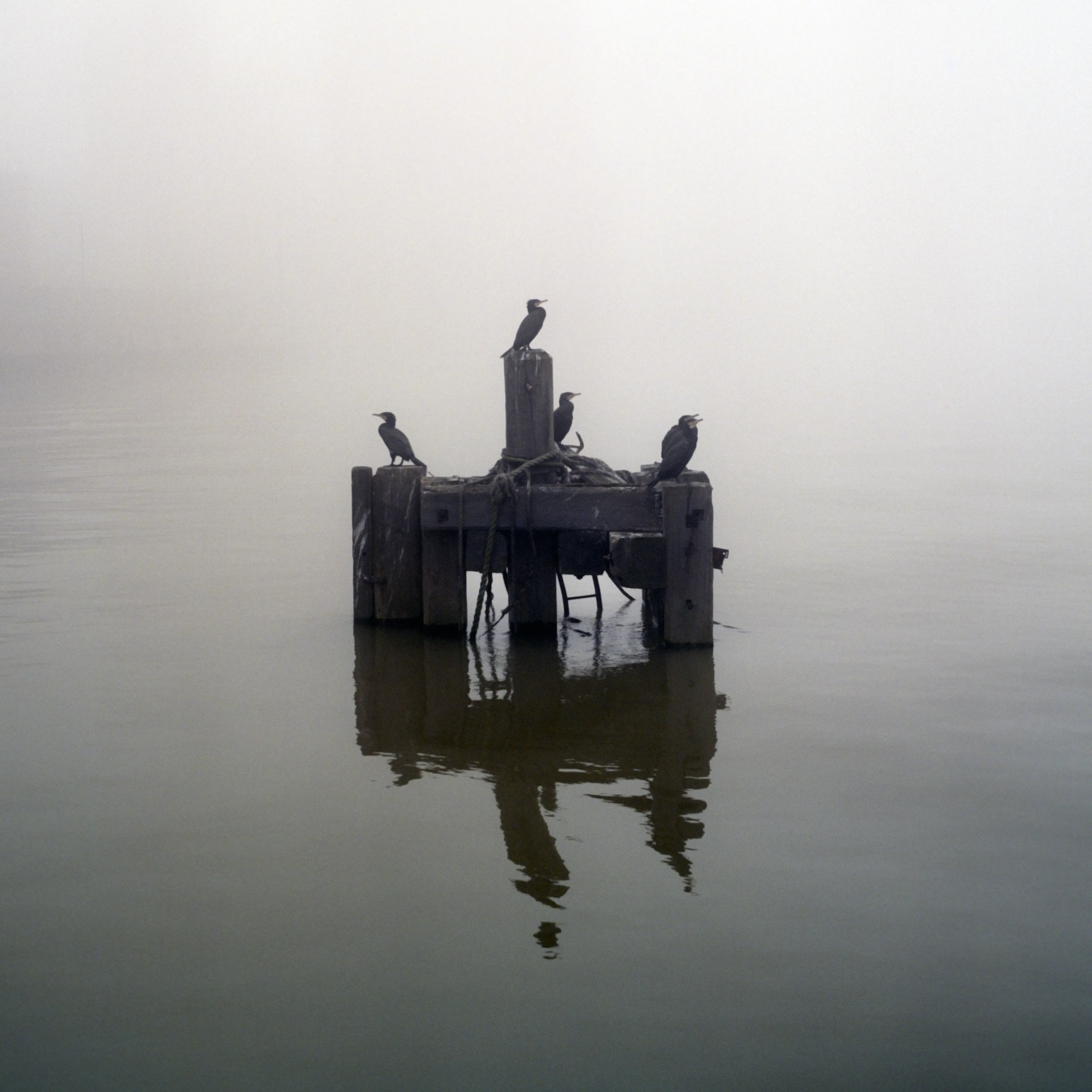 Four cormorants on a derelict wooden mooring cluster in flat, fog-bound water; river and horizon dissolved to silver, the birds and their reflection the only dark.