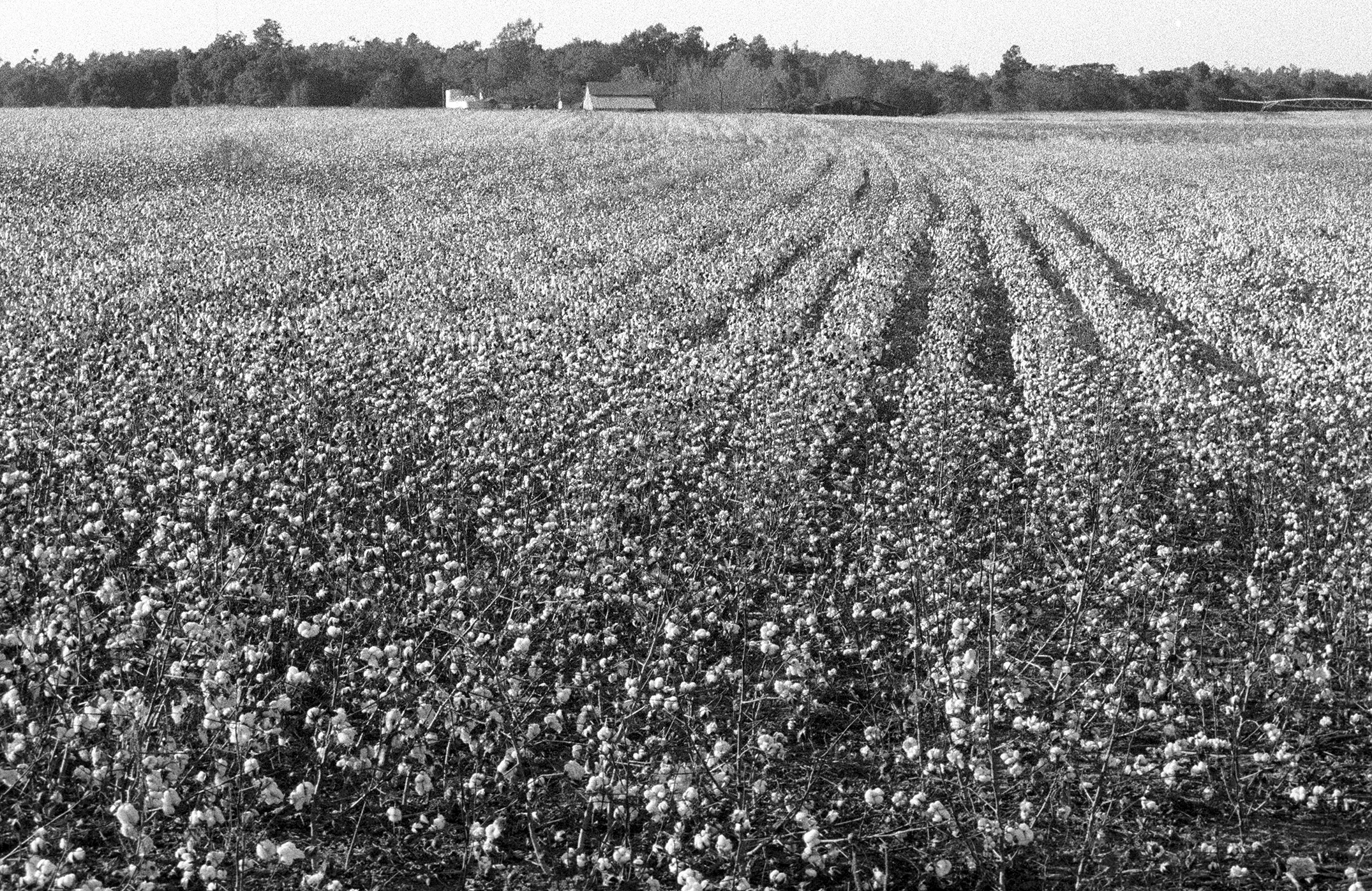 A wide field of cotton in rows running back to a low tree line, with farm buildings on the horizon.