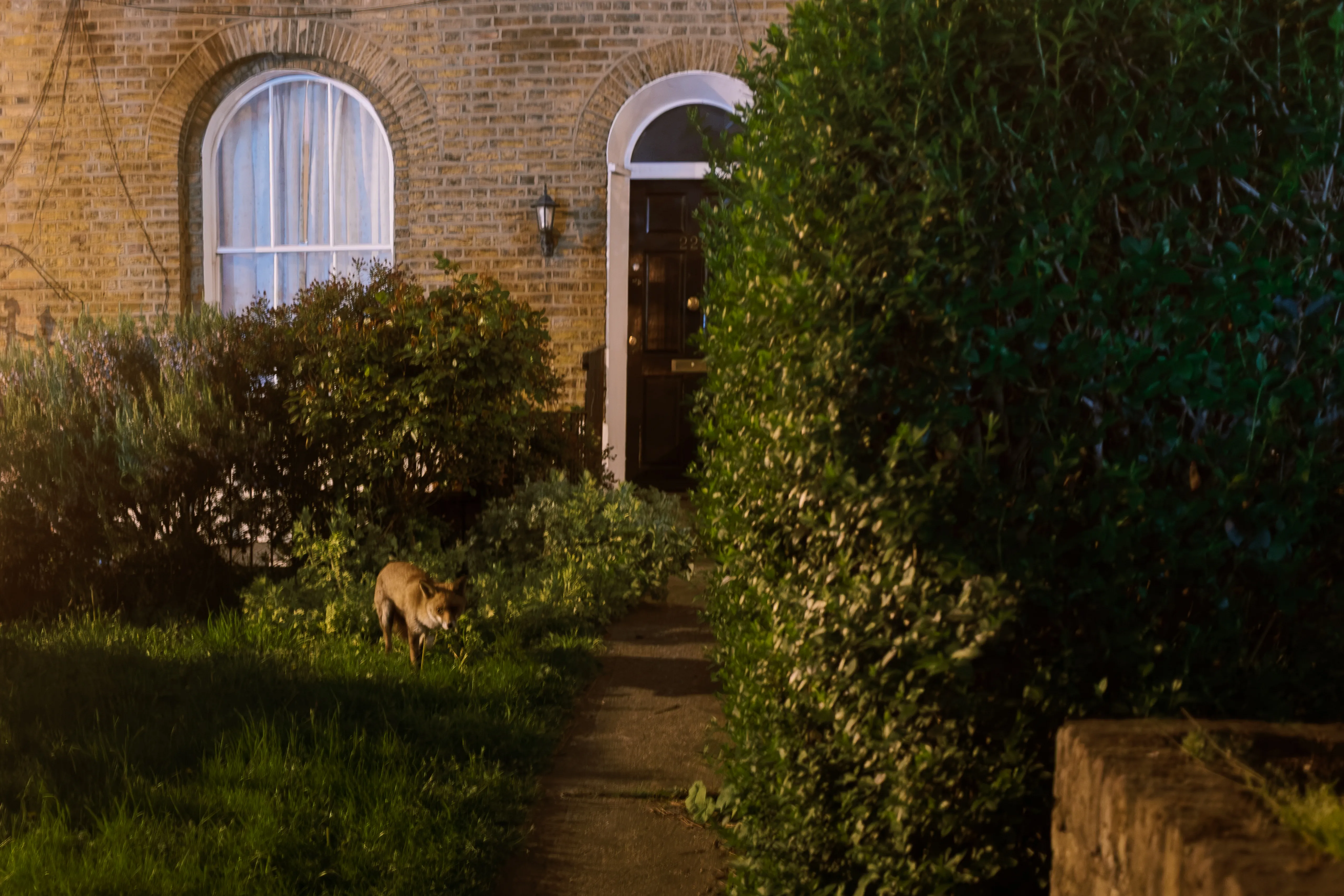 A fox in the front garden of a brick terraced house at night, on the path between hedges below a lit doorway.