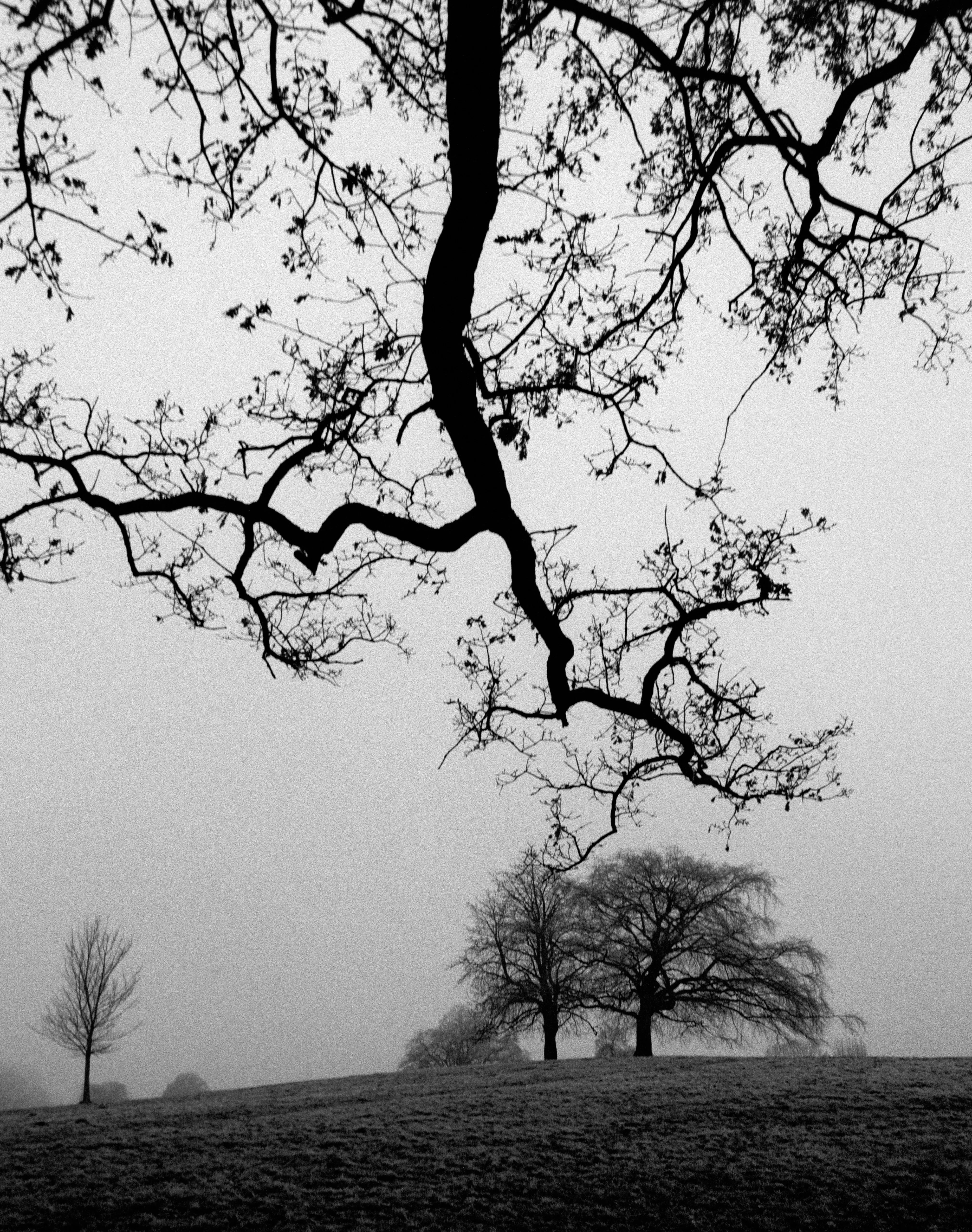 Bare branches drawn like ink against a pale, fog-flat sky.