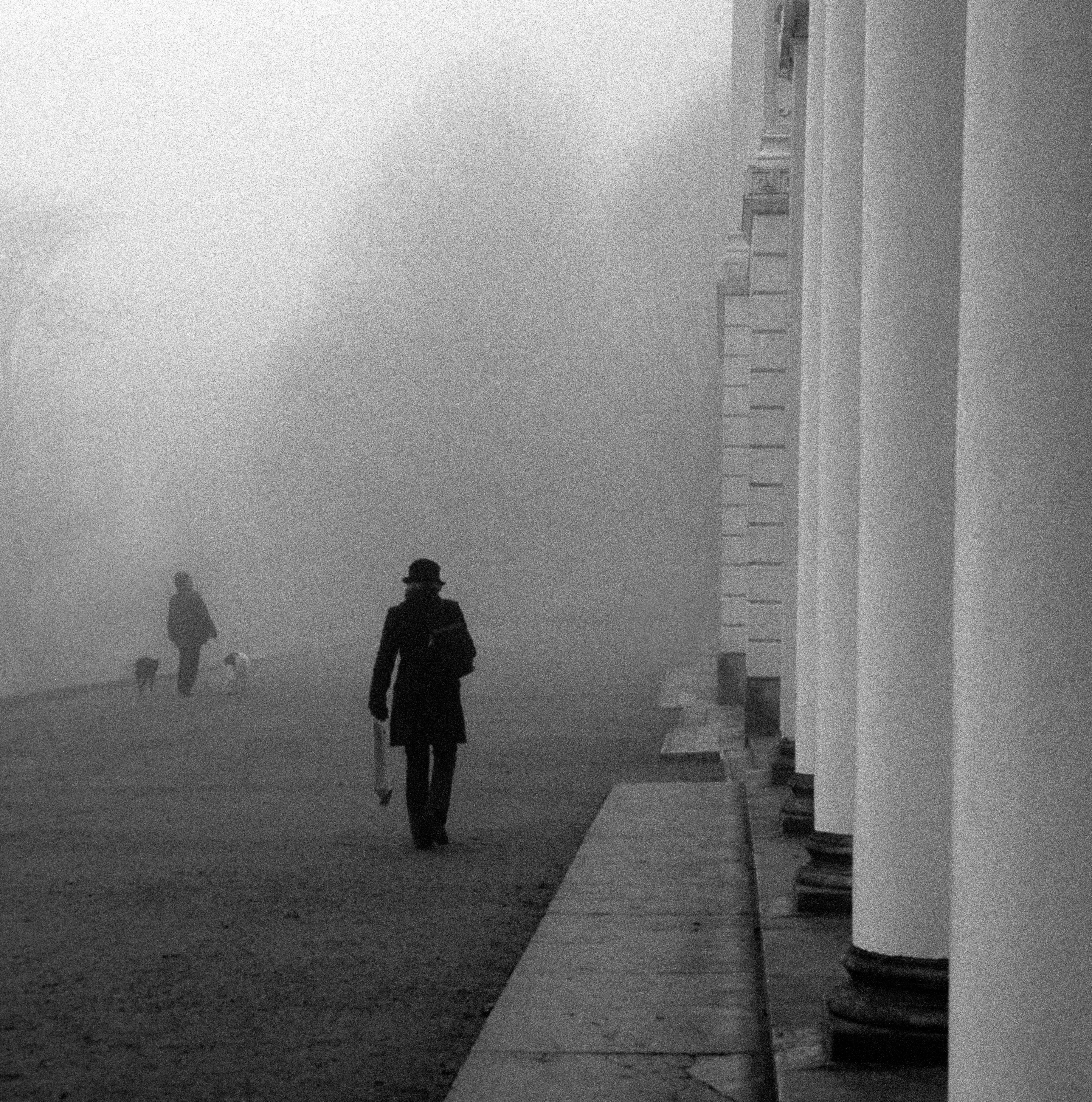 A figure moving with purpose along a colonnade of trees in the mist.