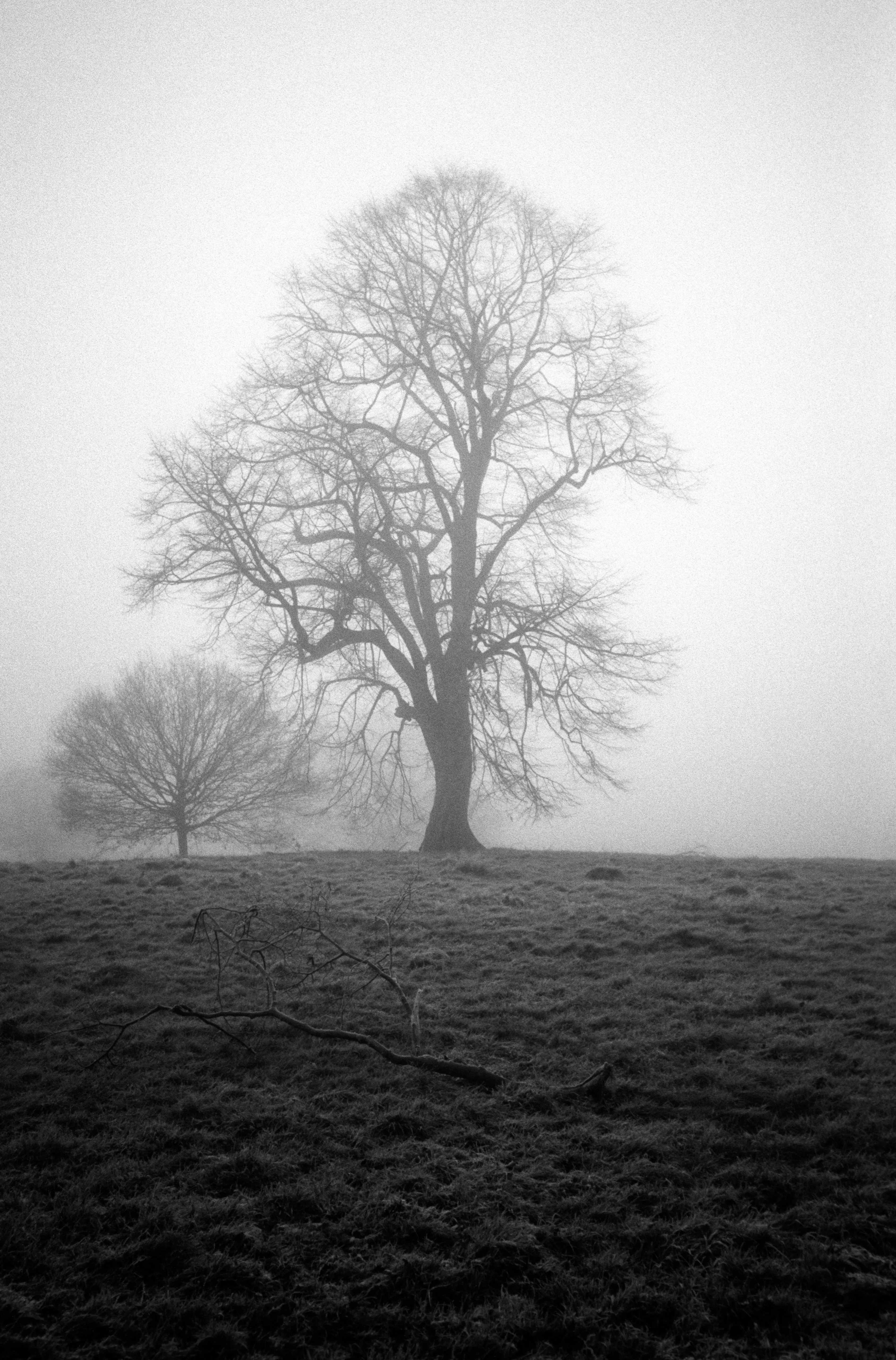 A single bare limb reaching across a fog-dimmed slope.