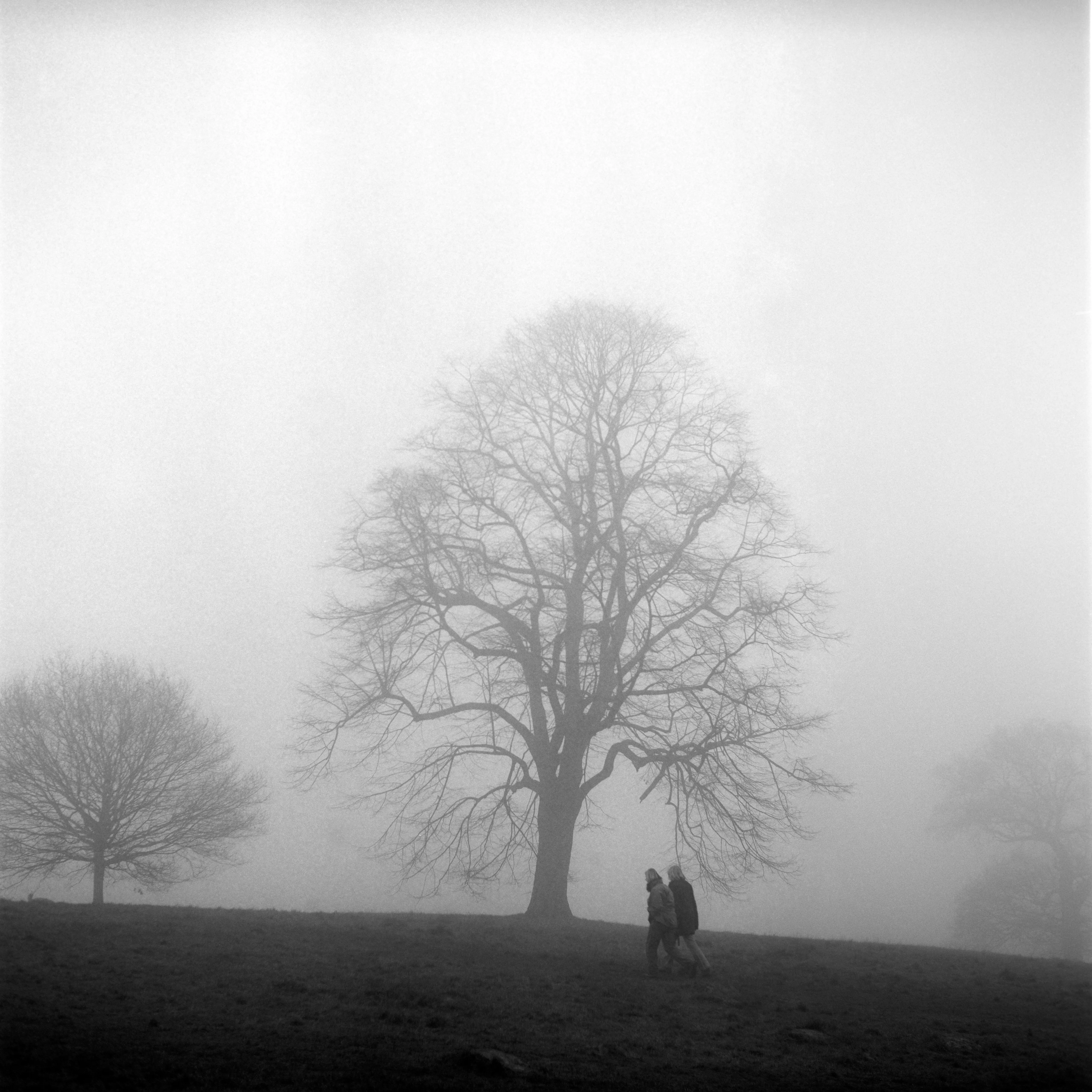 Two figures pass beneath a great bare tree in deep fog on Hampstead Heath.