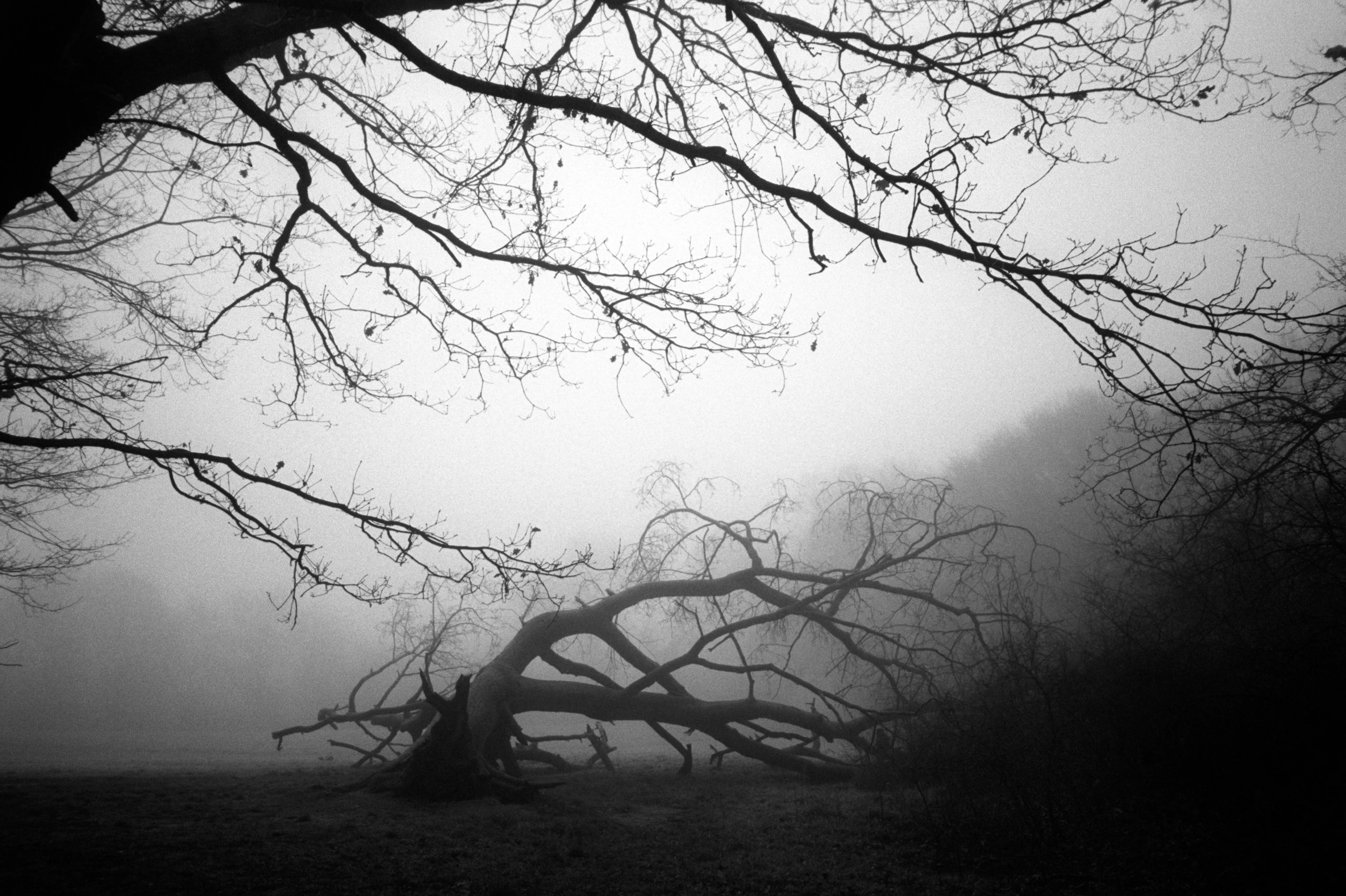 A twisted, fallen trunk laid to rest in the frost and fog.