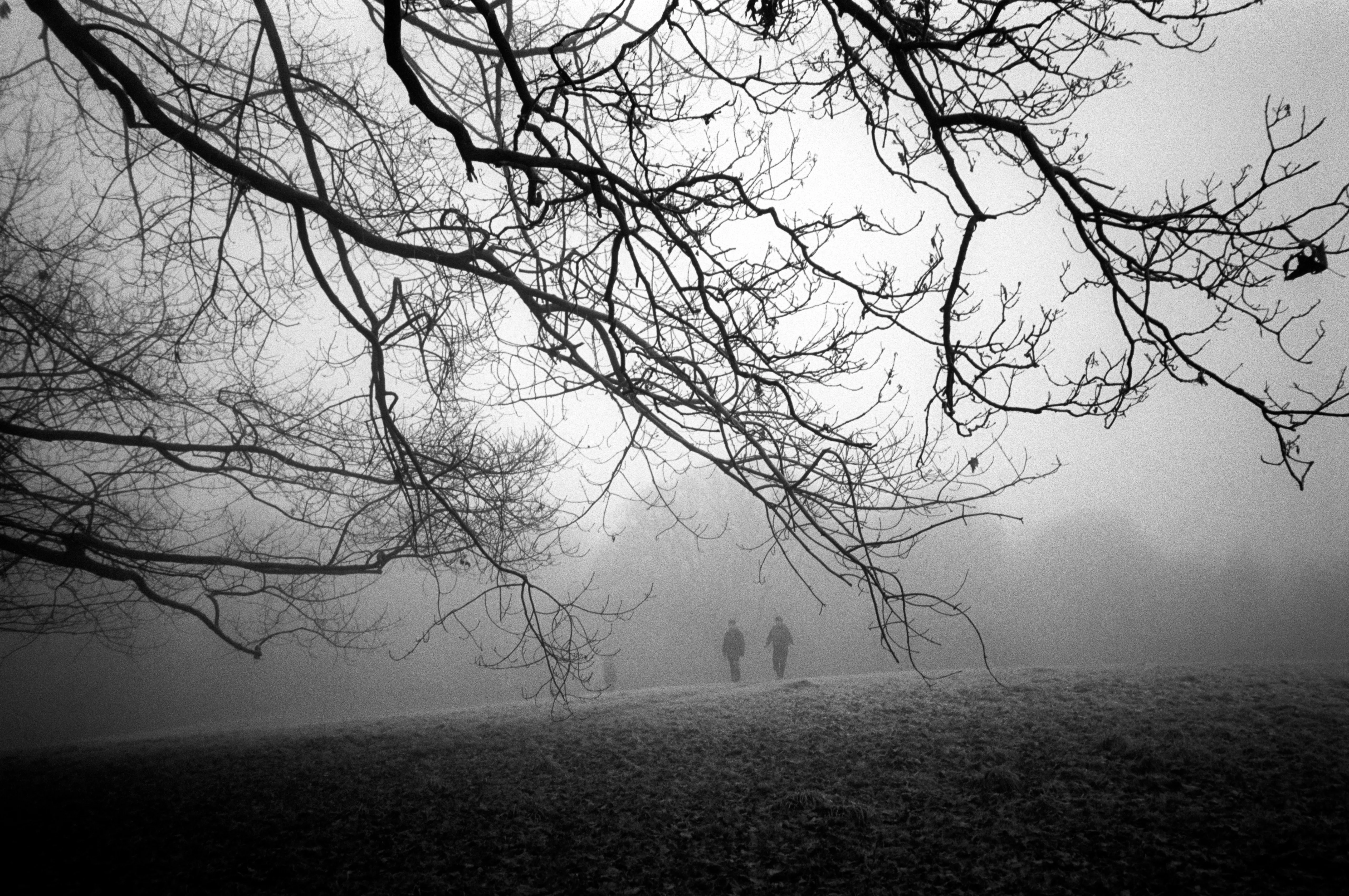 A figure wandering beneath spreading branches in the calm woods.