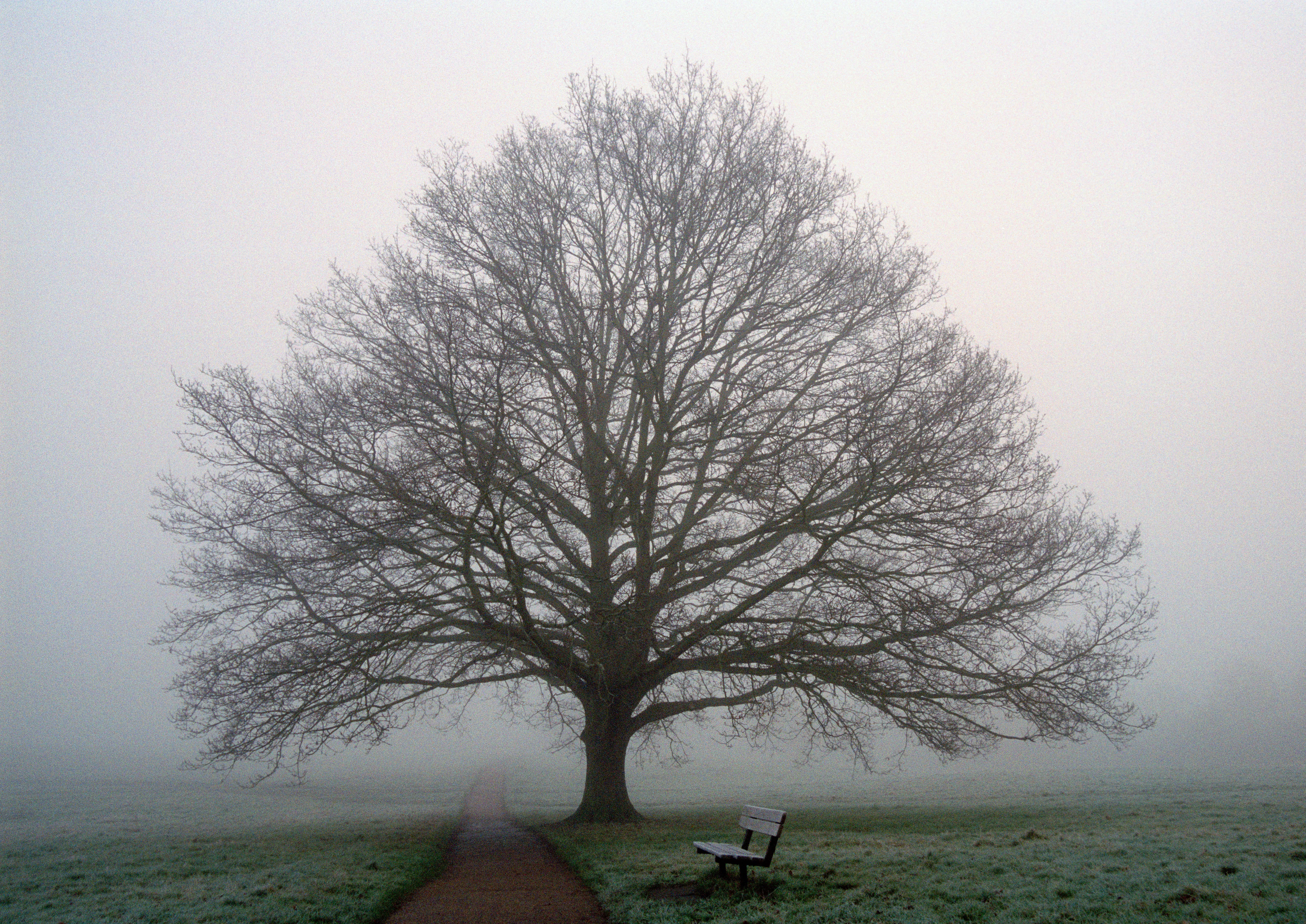 A bench held in the closing fog, the heath quiet around it.