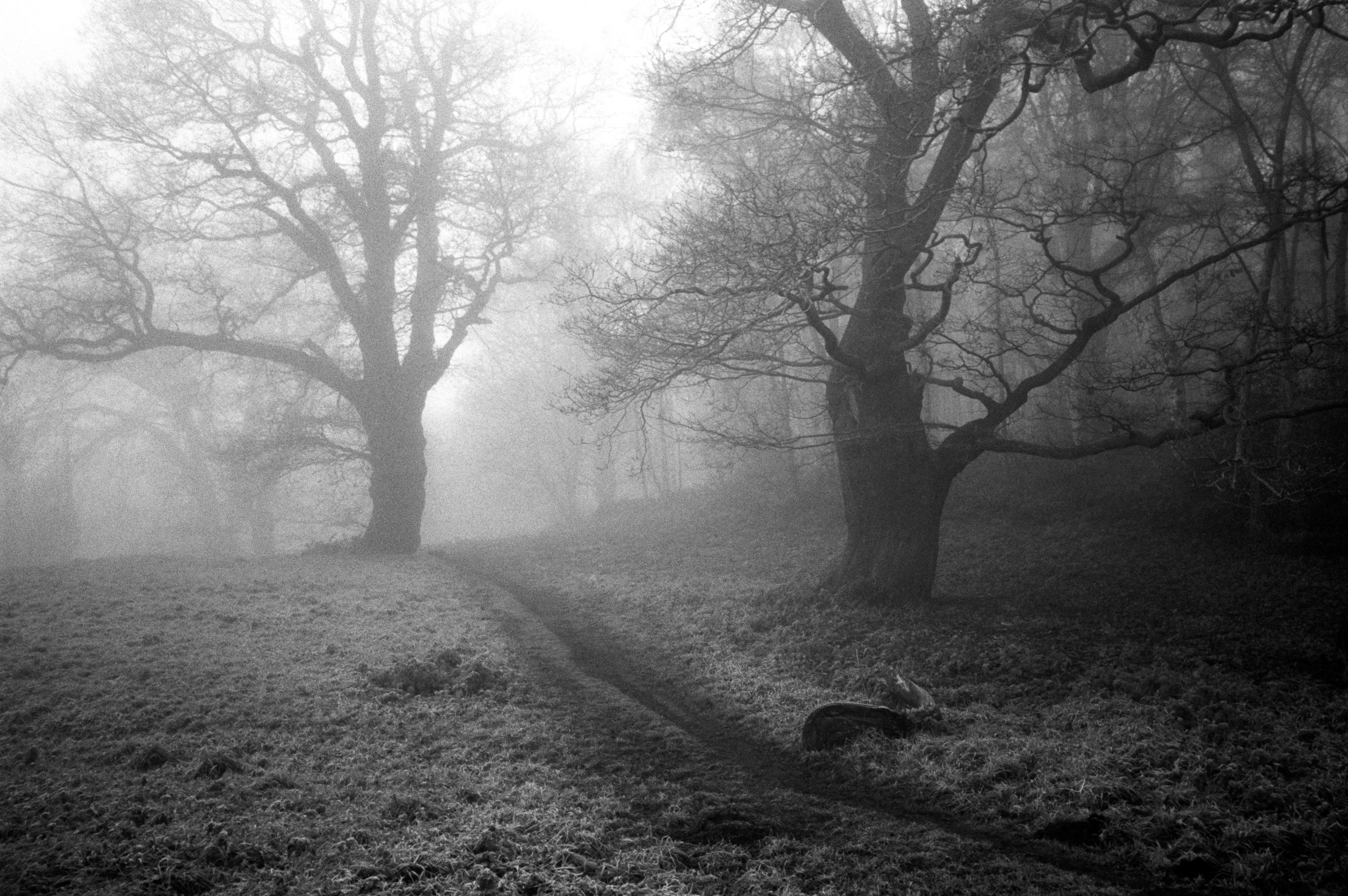 A worn path closing into the trees, its edges falling to fog.