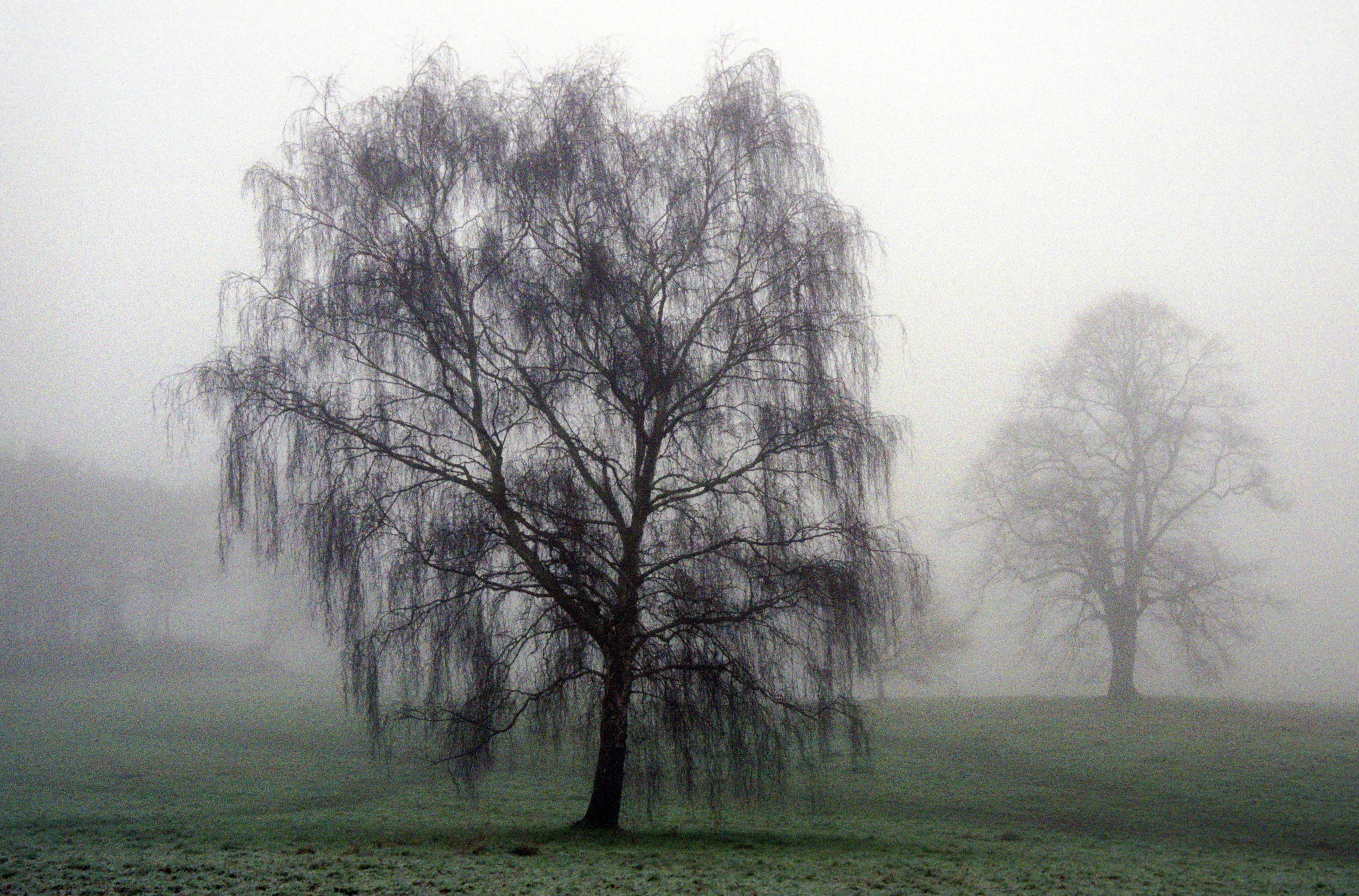 A willow standing in fog, the far trees taken one by one into the mist.