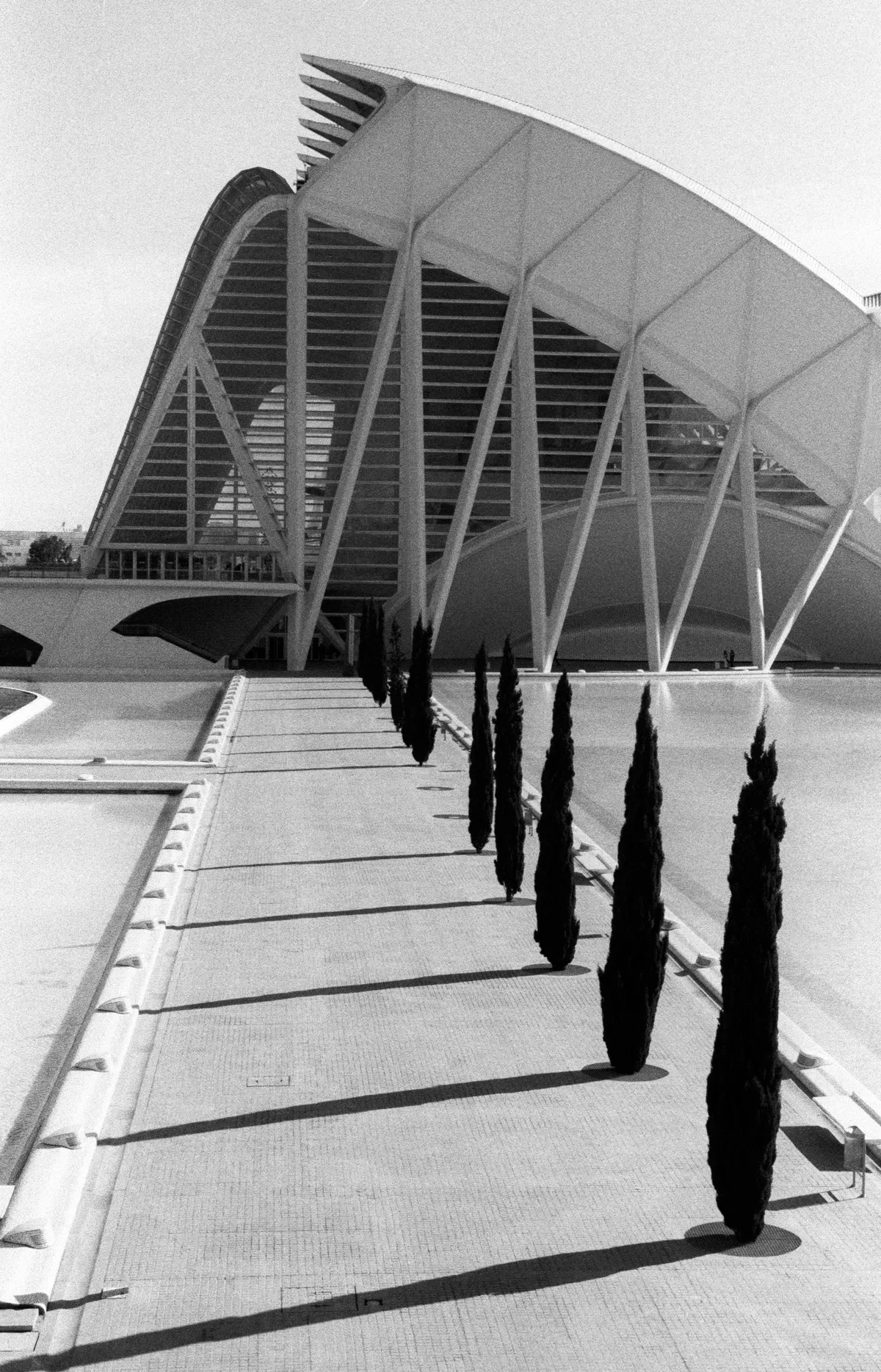 A file of dark cypresses and their shadows on pale pavement before the glass arc of the Science Museum.