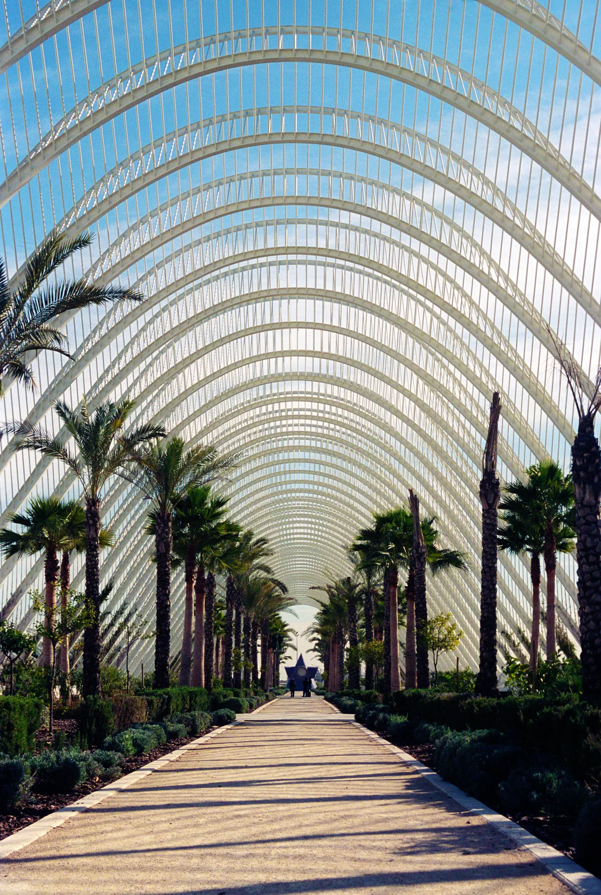 Palms in ranks beneath the Umbracle's white arches, a star-form sculpture at the walk's end.