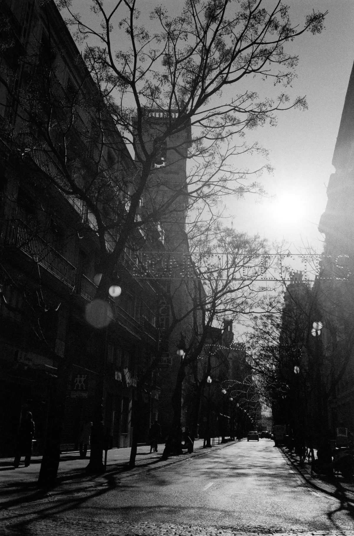 Low sun down a tree-lined street, bare branches and strings of festive lights against the glare.